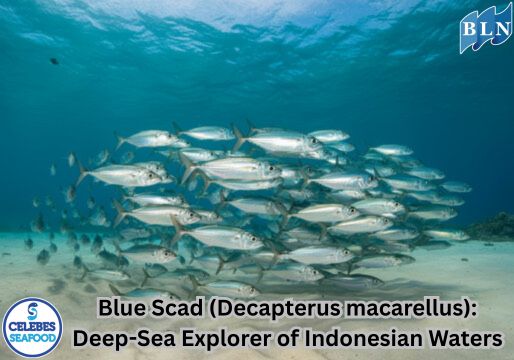 Blue Scad (Decapterus macarellus): Deep-Sea Explorer of Indonesian Waters